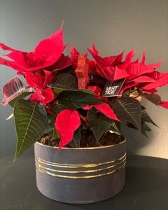 Poinsettia de Noël